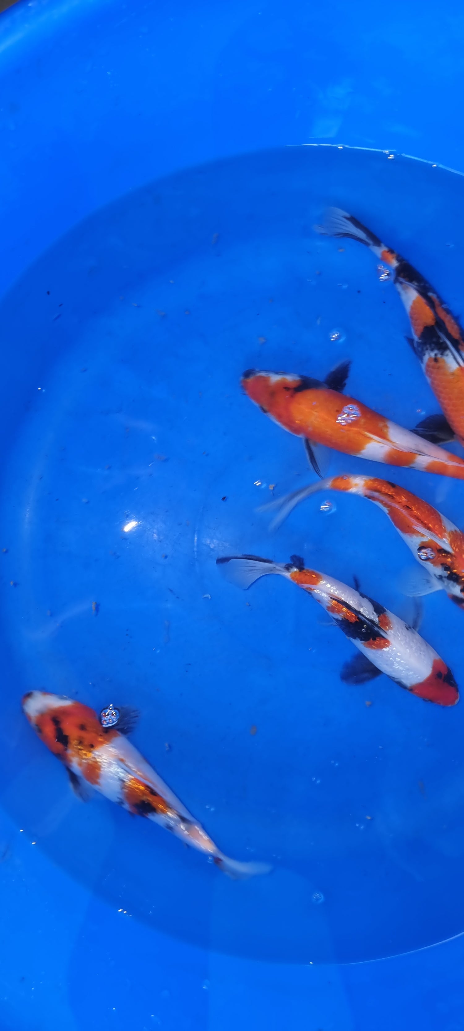 Japanese Koi