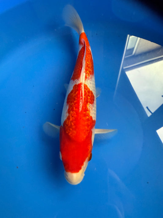 Hiroi Gin Rin Kohaku Nisai