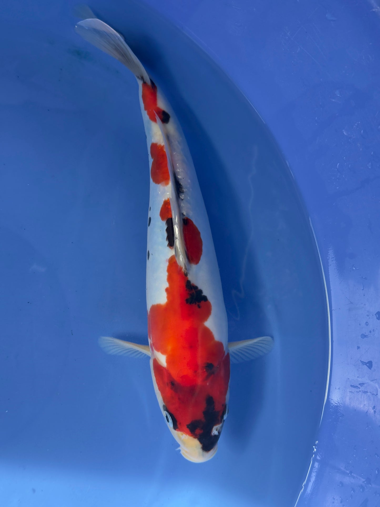 Hiroi Doitsu Showa Nisai