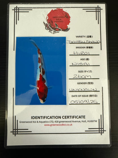 Hiroi Doitsu Showa Nisai