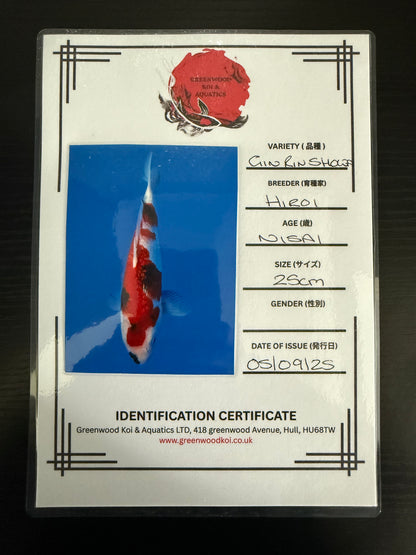 Hiroi Gin Rin Showa Nisai