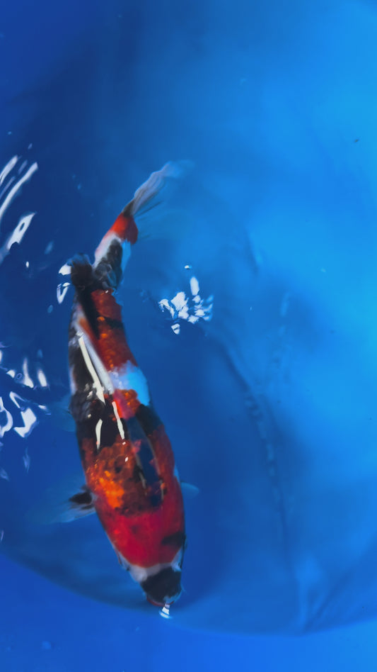 Hiroi Gin Rin Showa Nisai