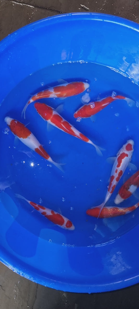 Kohaku Variety