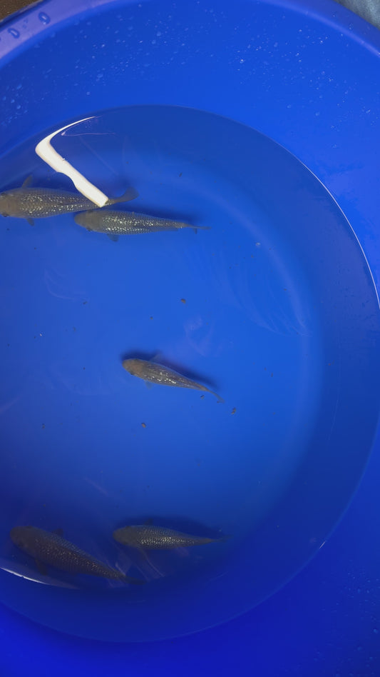 Dainichi Gin Rin Soragoi Tosai