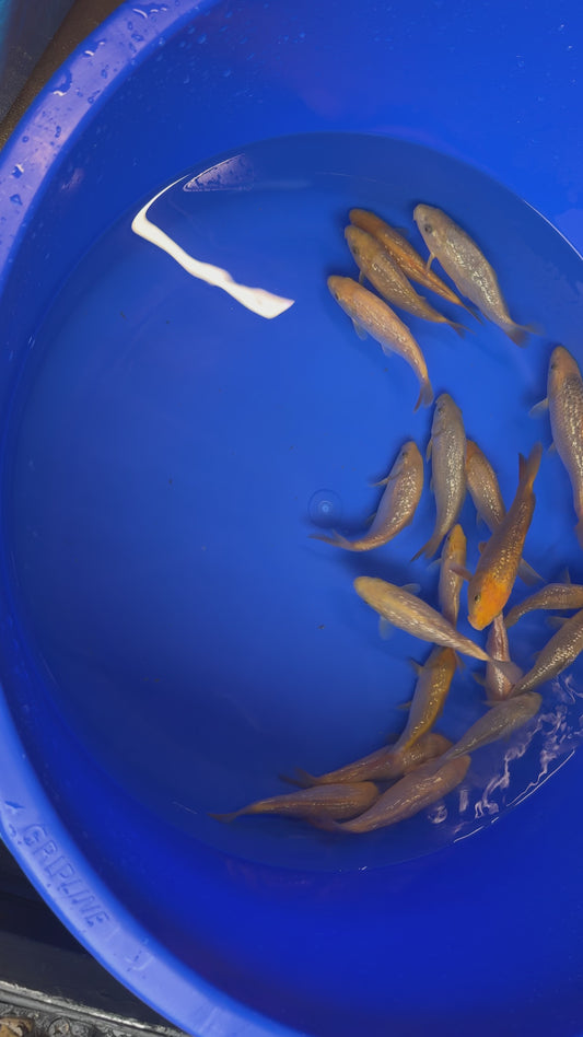 Dainichi Yellow Monkey Tosai