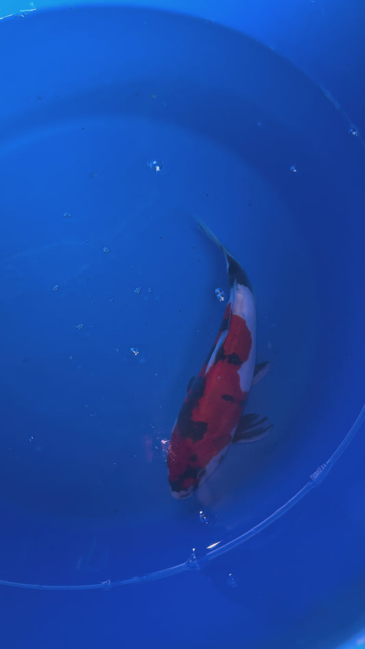 Hiroi Doitsu Showa Nisai