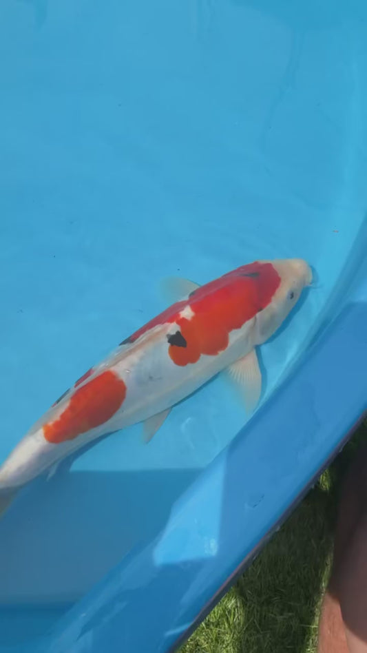 Hiroi Beni Kumonryu