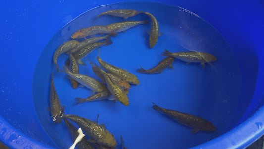 Dainichi Gin Rin Chagoi Tosai