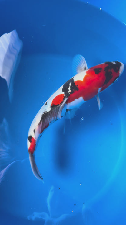 Hiroi Doitsu Showa Nisai