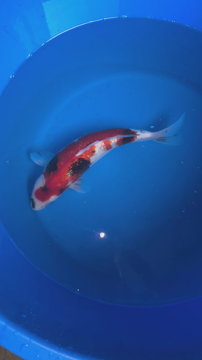 Hiroi Gin Rin Showa Nisai