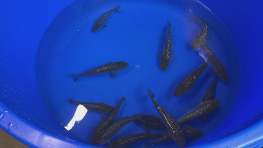 Dainichi Black Diamond Tosai