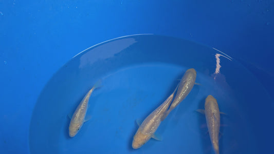 Dainichi White Monkey Tosai