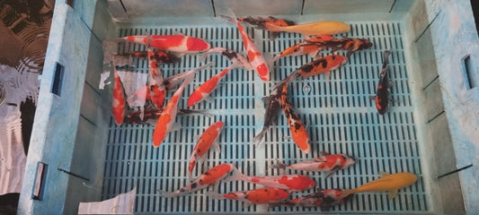 Variety of Koi